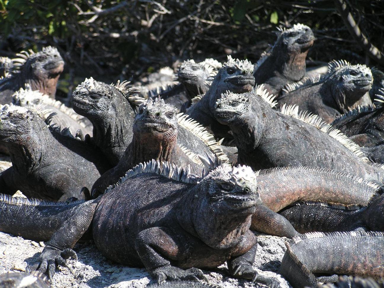 GALAPAGOS